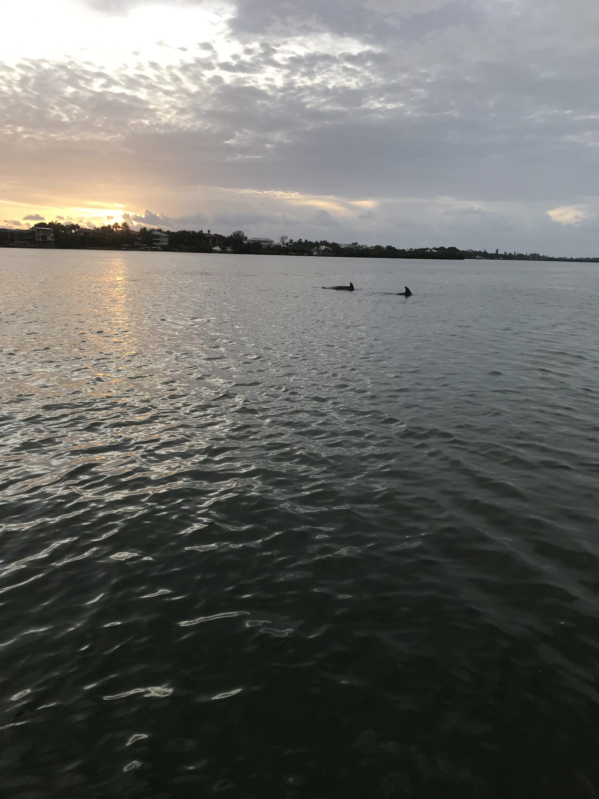 Dolphin tour Sunset Cruise Venice, Florida Siesta Key Beach Sarasota Boat Tours