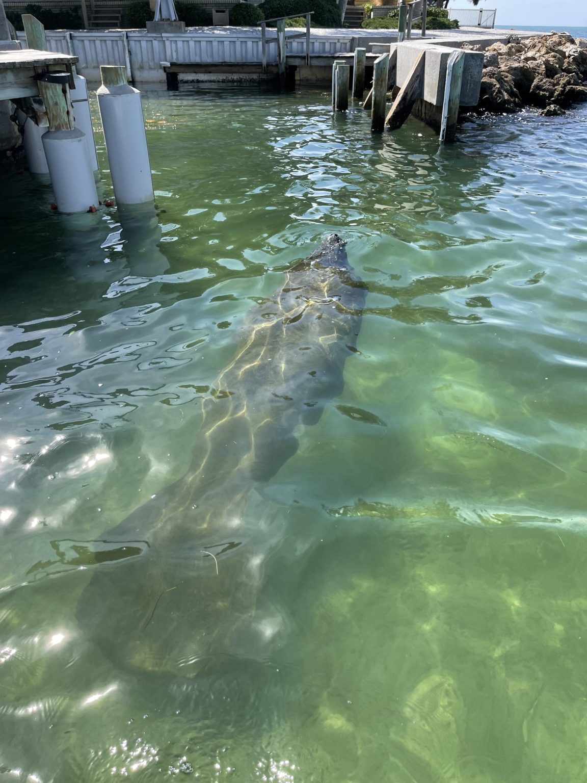 Boat tour Venice, FL Siesta Key Beach