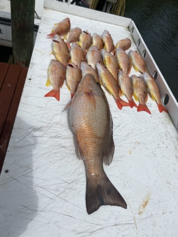 Snapper offshore fishing charter Venice, FL