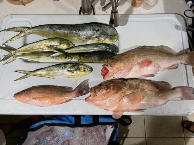 Mahi Mahi, Red Grouper and Mangrove Snapper offshore fishing charter Venice, Florida