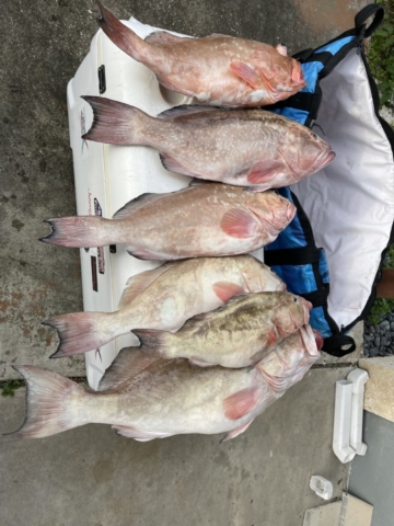 Red Groupers offshore fishing charter Venice, Florida