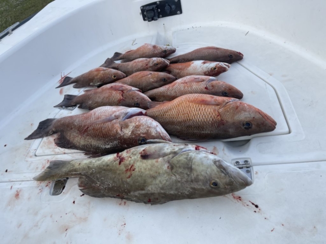 Fishing Offshore for Gag Grouper and Mangrove Snapper