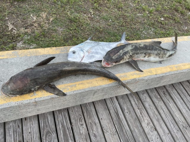 Cobia African Pompano offshore fishing charter Venice, FL Best Fishing Charter Sarasota, FL Siesta Key, FL