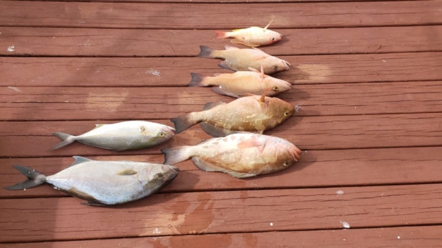 Offshore fishing Charter Venice, FL